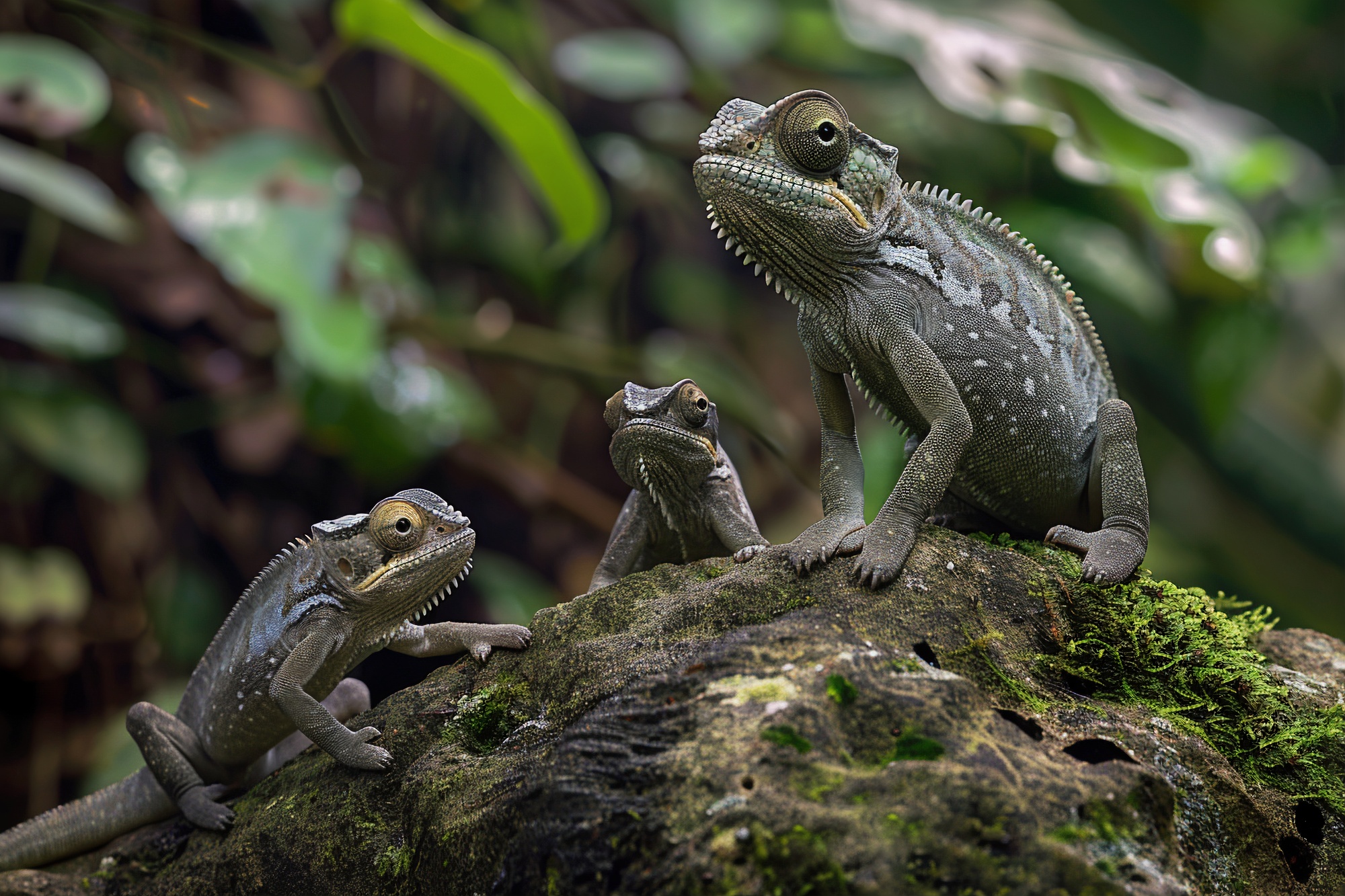 mesmerising-chameleon-wild (3)